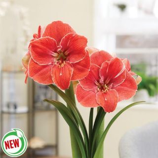 Magical Touch Amaryllis Thumbnail